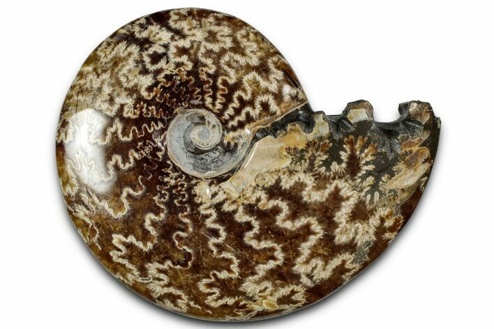 Polished Ammonite (Cleoniceras) Fossil - Madagascar #358448